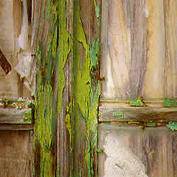 moss