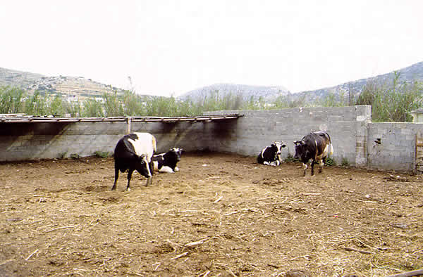 cows in copadi
