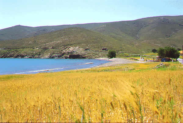 a wheat field close to the sea