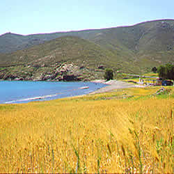 field cove