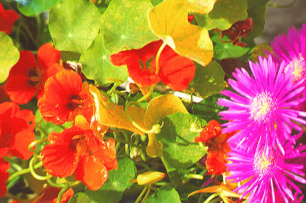 flowers in bloom 