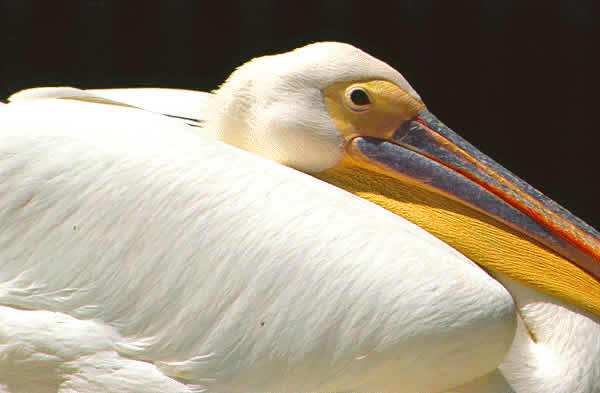 a pleican