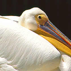 pelican