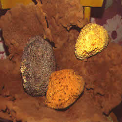 minerals