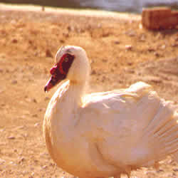 dangerous goose