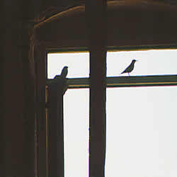 shadow