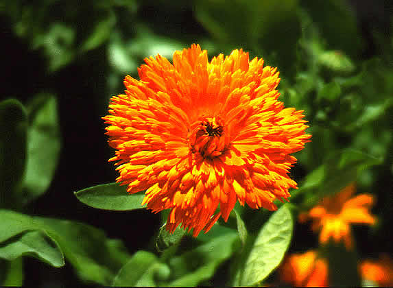 flower in bloom