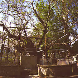 an ancient tree
