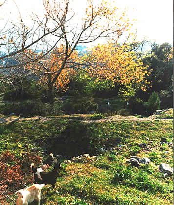 a bucolic scene