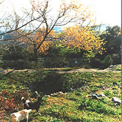bucolic