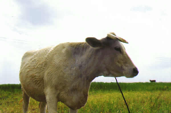 a cow en profile