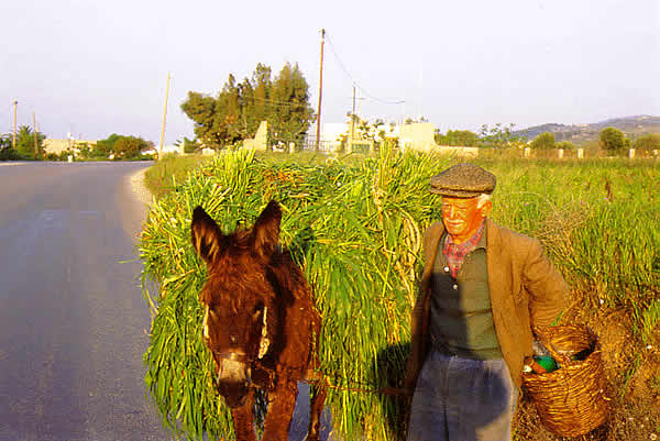 man with donkey