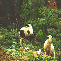 sheep