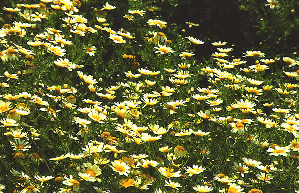 flowers in bloom