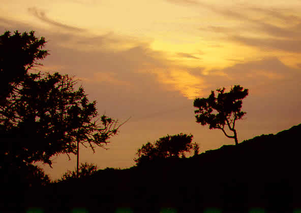 tree line