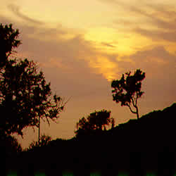 trees