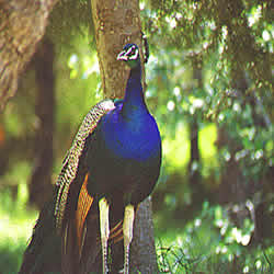 peacock