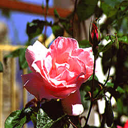 a rose