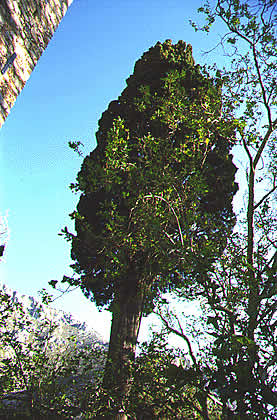 cyprus tree