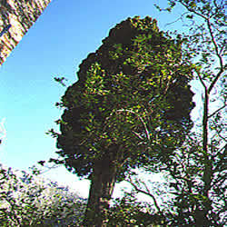 cyprus tree