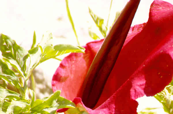flower in bloom