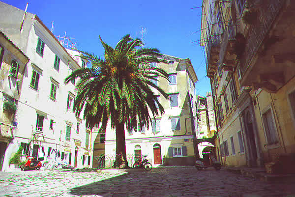 palm tree