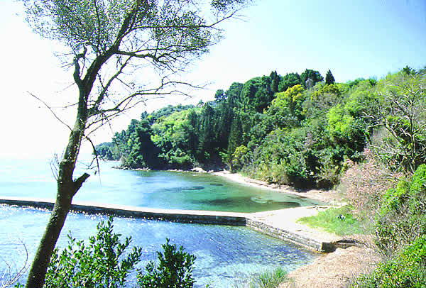 large tree by sea