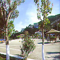 2 trees