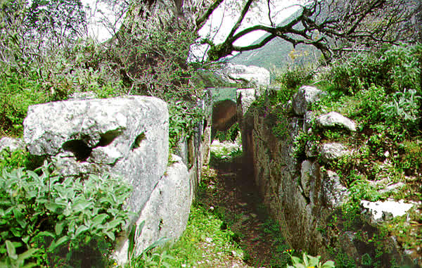 overgrown ruins