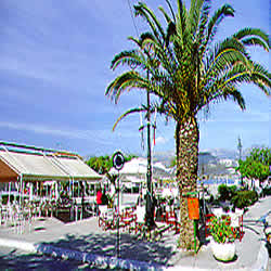 palm tree