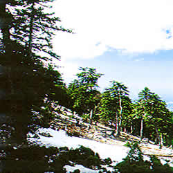 trees slope