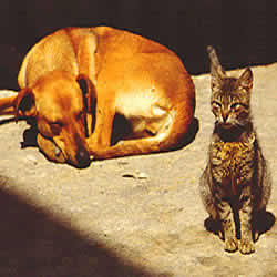 best chums