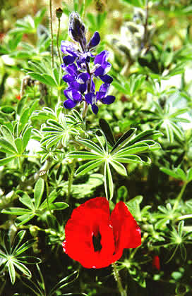 flowers in bloom