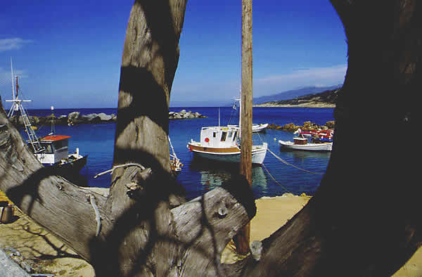 harbor thru trees