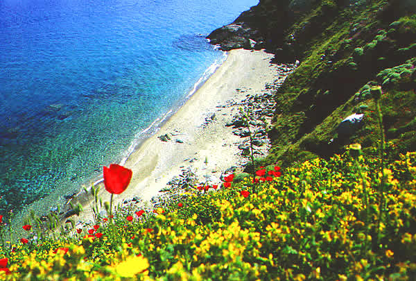 nice sandy beach with flowers