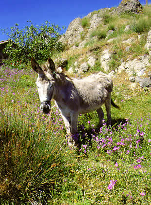 an adorable burro or mule
