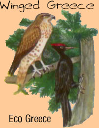 eco greece - eleanora falcon and woodpecker